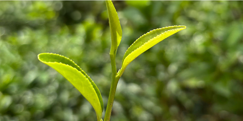 ESG禮盒－阿里磅紅茶